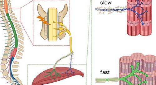 Schematic of Spinal Cord 